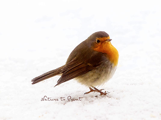 Vögel ganzjährig füttern ist richtig und wichtig. Rotkehlchen im Schnee