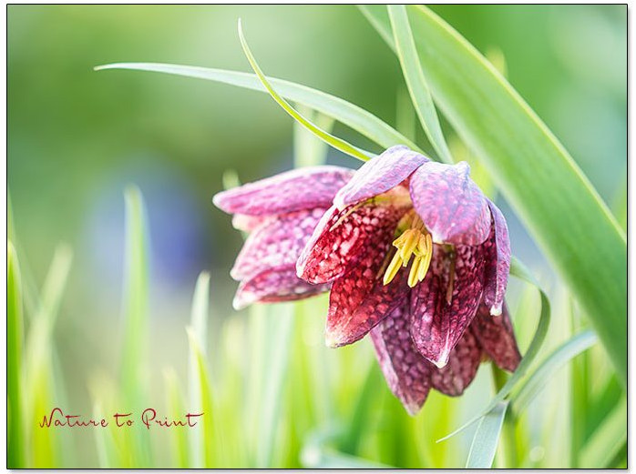 Zeit für Schachbrettblumen im Garten von Nature to Print