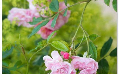 Rosen schneiden, einfach, sicher und ohne Augen-Zählerei