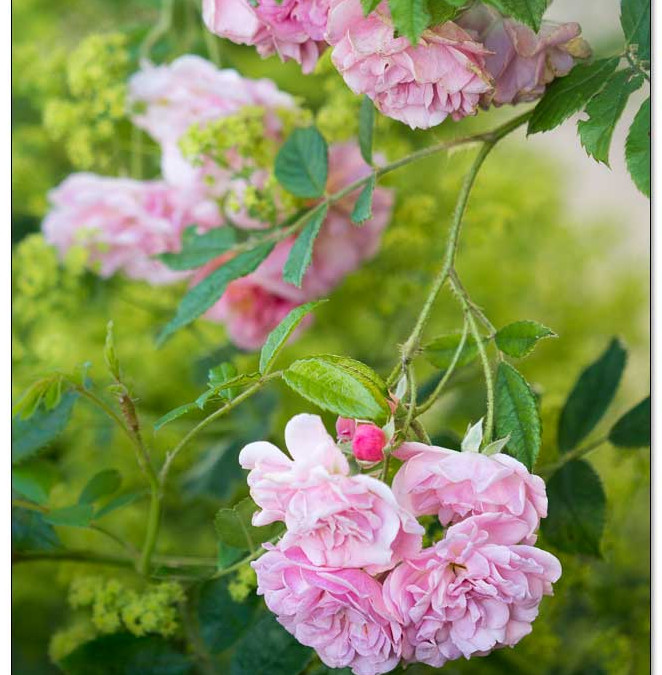 Rosen schneiden ohne Augenzählerei | Rambler Rosendorf Steinfurth