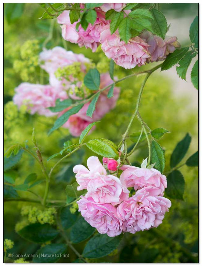 Rosen schneiden ohne Augenzählerei | Rambler Rosendorf Steinfurth