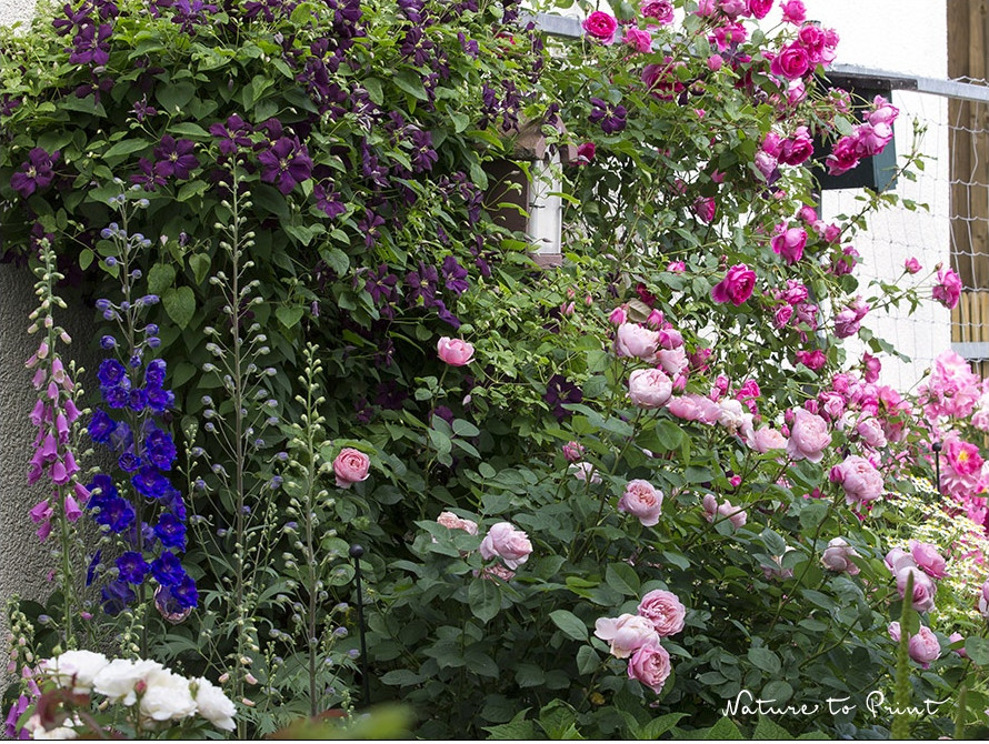 Rosen, Clematis und Fingerhut im Garten von Nature to Print