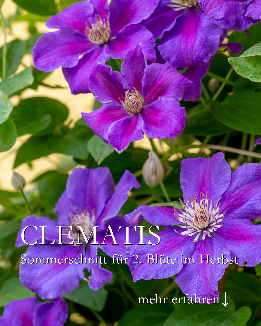 Clematis schneiden im Sommer. Welche und warum?

Viele Clematis blühen zweimal im Jahr, wenn man sie nach der Blüte im Sommer kräftig zurückschneidet.

+ Alternative: Nur Verblühtes abschneiden.
+ Clematis der Schnittgruppen 2 und 3 blühen nach dem Sommerschnitt im Herbst noch einmal
+ Manche Sorten blühen sogar noch im November! Bis dahin ist die große Hitze auch vorbei.

+++ Clematis, die bei ihrer 1. Blüte durch Befall Minierfliegen / Clematisfliegen betroffen waren, treiben nach dem Rückschnitt gesund wieder aus und blühen dann OHNE Schädlingsbefall.

+ Nach dem Rückschnitt gut wässern & einmal leicht düngen.

Im Blog: So blühen Clematis im Herbst ein 2. Mal
https://www.wo-blumenbilder-wachsen.de/so-bluehen-clematis-im-herbst/

Kurz: http://www.insbeet.de/Clematis-im-Herbst

#clematis #waldrebe #kletterpflanze #rückschnitt #pflanzenliebe #garten #herbstblüte #lebenmitblumen #kletterpflanzen #herbst #pflanzen #pflanzenfreunde #gartentipps #gartenwissen #meinschönergarten