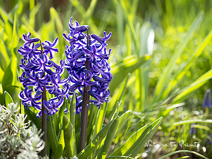 Blaue Hyazinthen halten die Stellung im Garten, Sommerblumen folgen.
