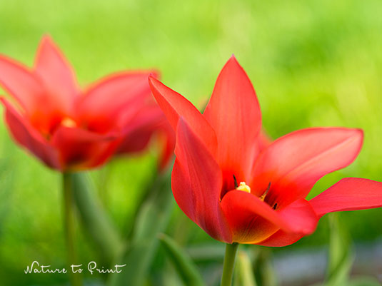 Rote Wildtulpen - Tulpen im Frühlingsgarten