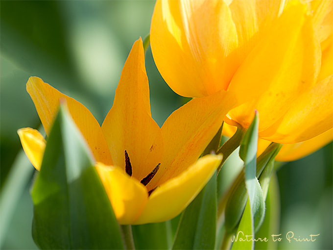 Blumenbild Tulipa praestans 'Shogun'