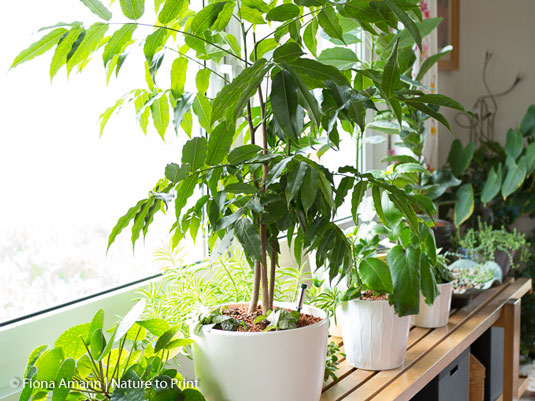 Der sonnigste Indoor-Garten für anspruchsvolle Zimmerpflanzen