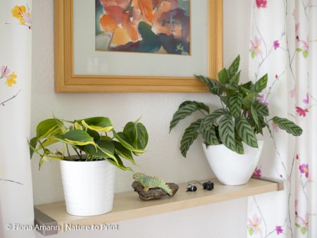 Der hängende Indoor-Garten | Zimmerpflanzen