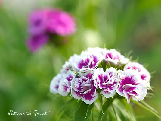 Zweijährige Blumen säen für frühe Blütenpracht im nächsten Jahr