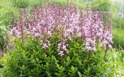 Diptam, der Brennende Busch am Sonnenhang