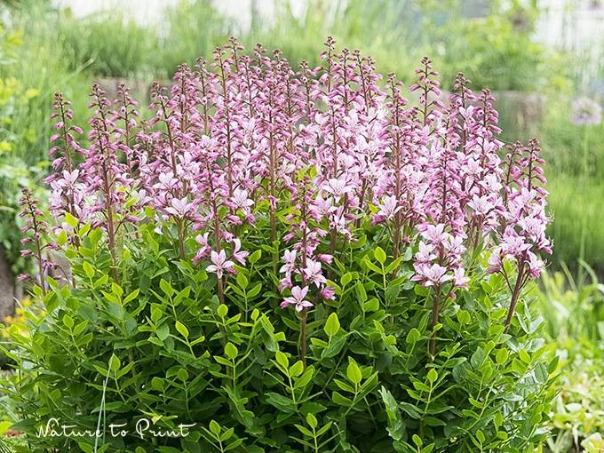 Ein 20 Jahre alter Diptam, der Brennende Busch blüht am Sonnenhang