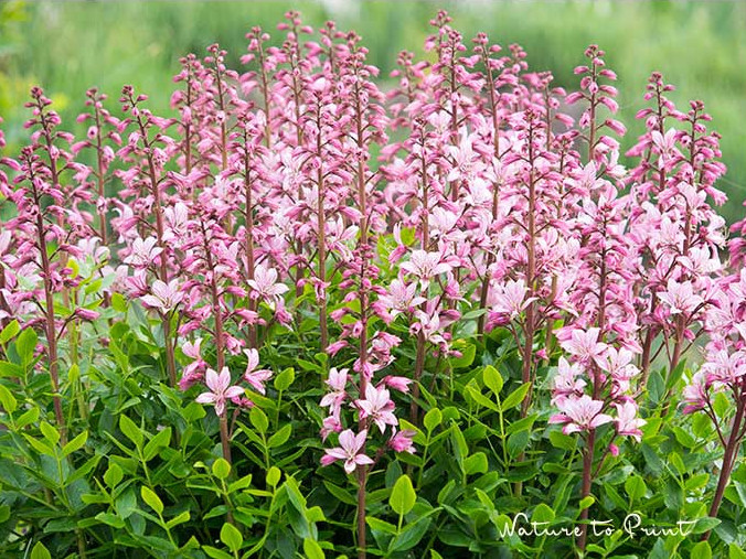 Diptam, der Brennende Busch blüht am Sonnenhang. Doch Vorsicht: Diptam ist eine hoch allergene Pflanze.