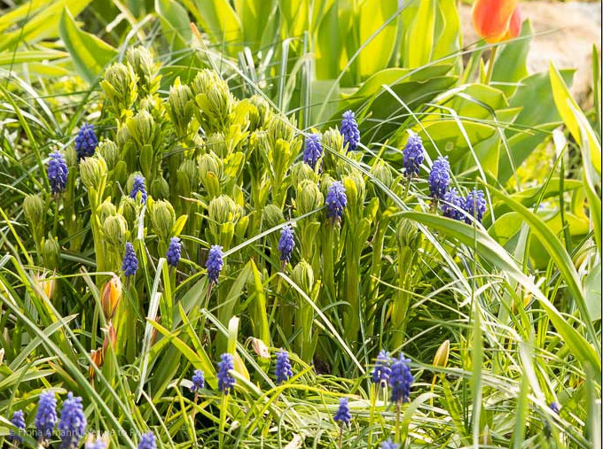 Diptam erscheint Mitte April mit dicken, kräftigen Trieben. Jedes jahr werden es mehr.