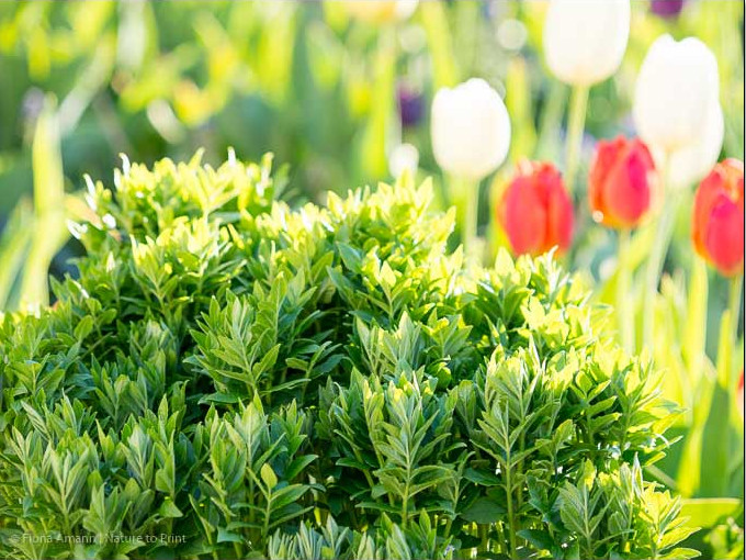 Diptam begleitet Tulpen mit frischem Grün