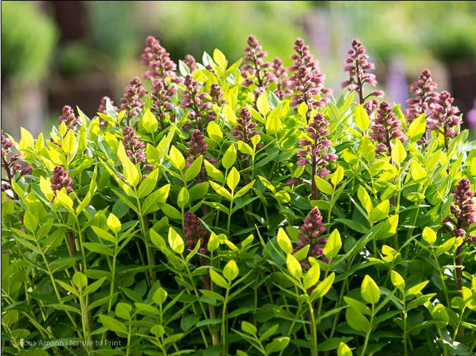 Mitte Mai setzt Diptam, der Brennende Busch dicht an dicht zahlreiche Blüten an.