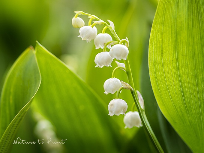 Maiglöckchen im Garten. Pflegeleicht, hübsch, aber giftig.