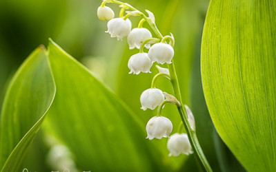 Maiglöckchen im Garten. Pflegeleicht, hübsch, aber giftig.