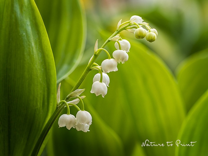 Endlich Maiglöckchen im Garten