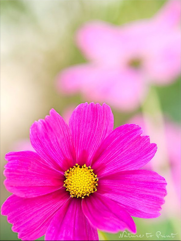 Einjährige Sommerblume Schmuckkörbchen Cosmos oder Kosmea 