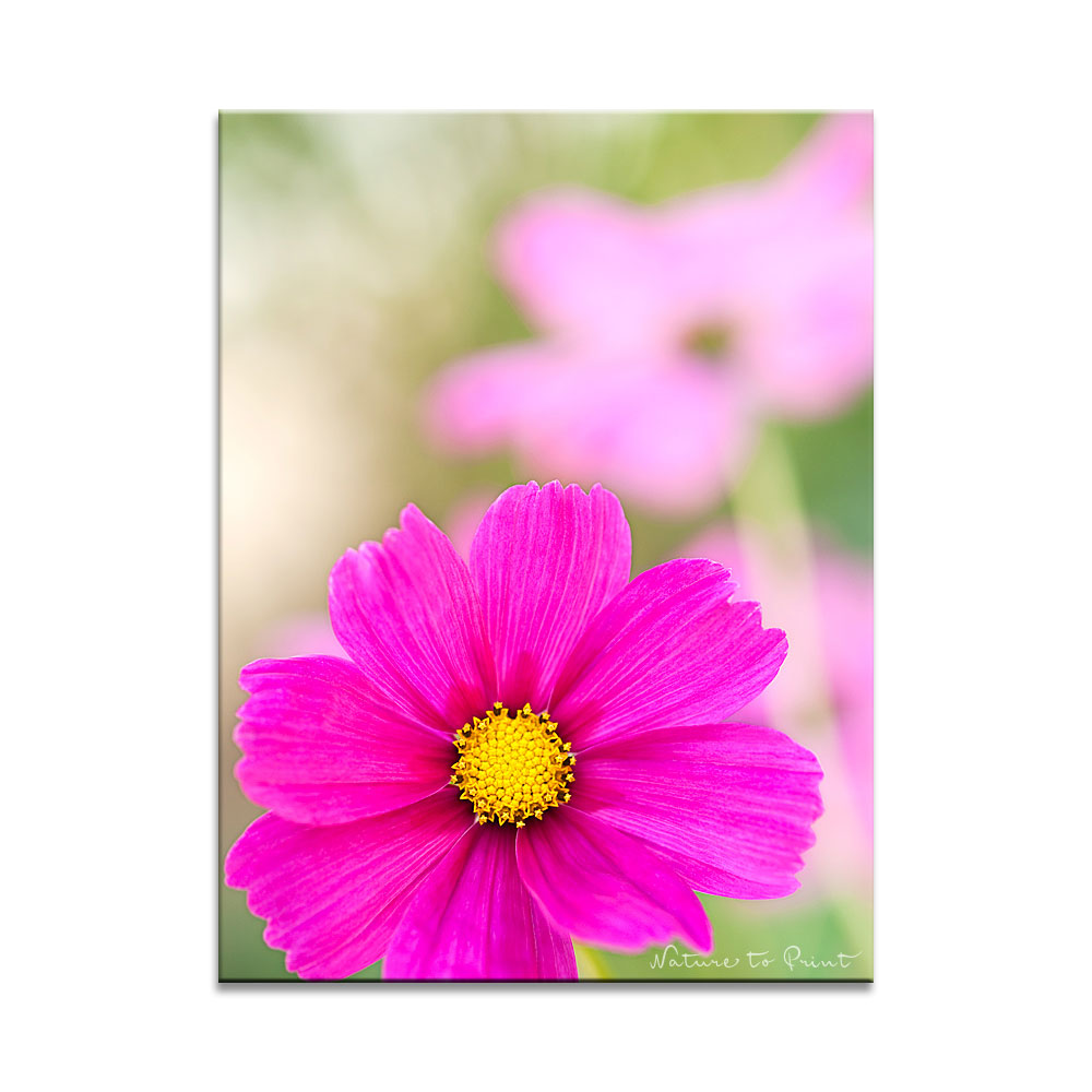 Einjährige Sommerblume Schmuckkörbchen Cosmos oder Kosmea 