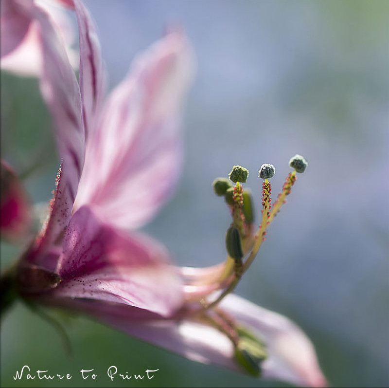 Blumenkissen oder Blumenbild auf Leinwand Öltropfen auf Diptam