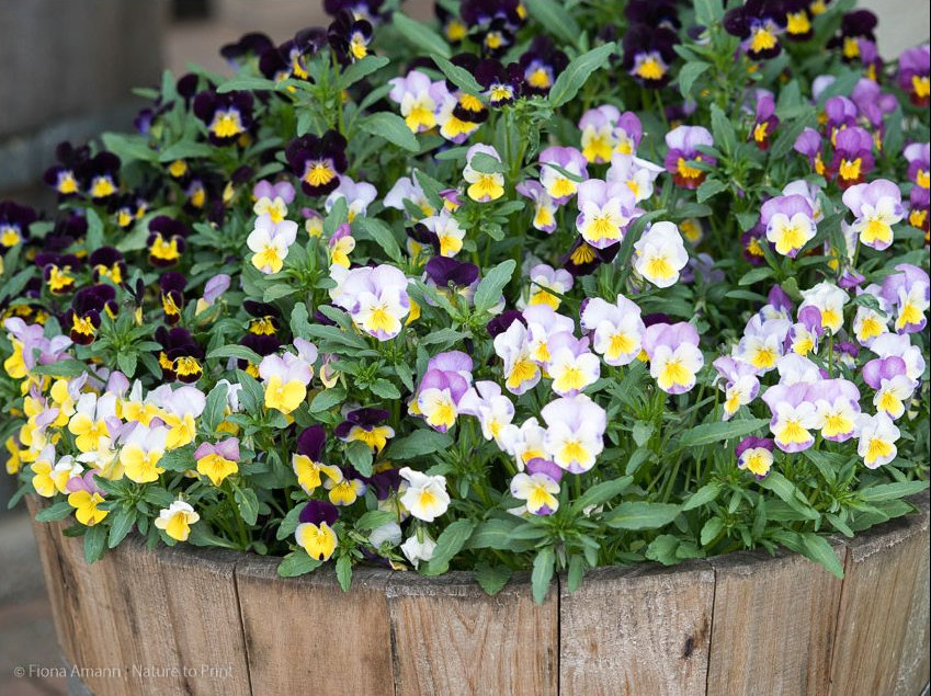 Zweijährige Sommerblume Hornveilchen
