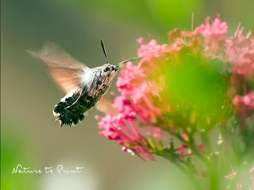 Taubenschwänzchen tankt im Schwebeflug Nektar an einer Spornblume