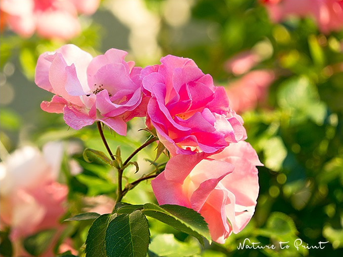Kletterrose Manita trägt ungefüllte rosa Doldenblüten. Kletterrose Manita. Wild, aber nur ein bisschen.