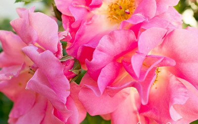 Kletterrose Manita. Wild, aber nur ein bisschen.