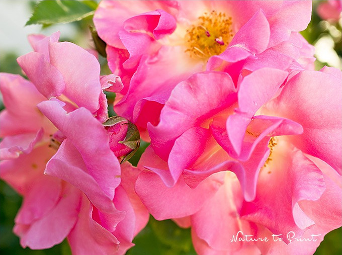 Kletterrose Manita. Wild, aber nur ein bisschen. Kletterrose Manita. Wild, aber nur ein bisschen.