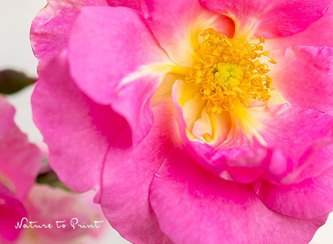 Blick in die offene Blüte der Kletterose Manita Kletterrose Manita. Wild, aber nur ein bisschen. | Rosenbild von Nature to Print