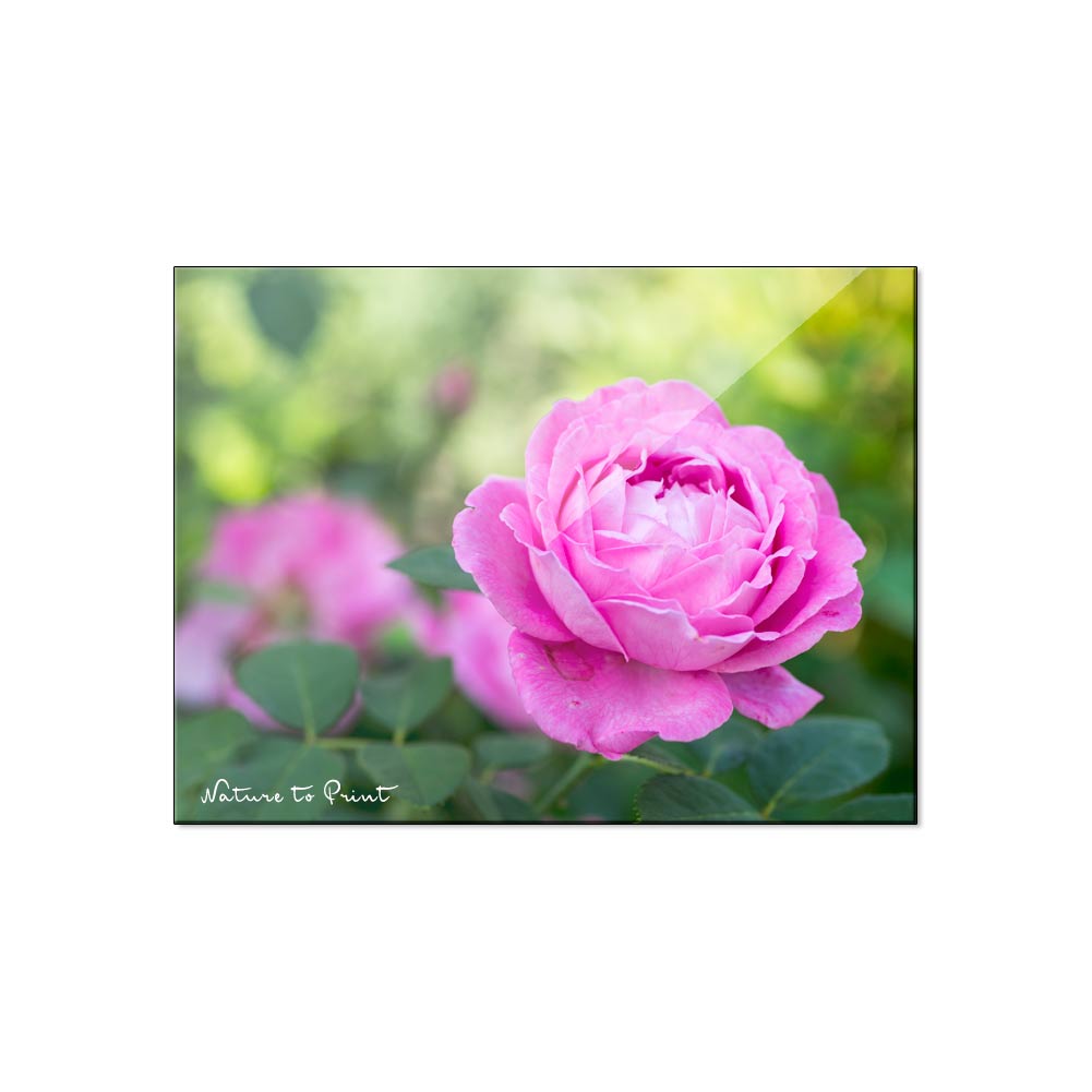 Rosen düngen, schützen & putzen. So bleiben Rosen gesund | Rosen richtig und zur rechten Zeit zu düngen hilft auch im Kampf gegen Rosenkrankheiten. Verblühte Rosen rasch auszuputzen, treibt sie schneller zu neuen Blüten an. Im Rosengarten gibt es spätestens ab Juni viel zu tun.