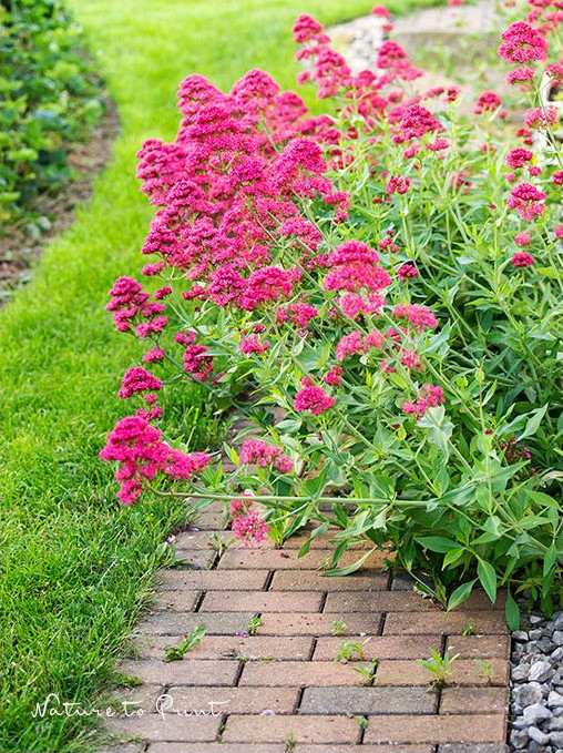 Spornblumen erobern den Schotter am Haus und belagern den Gartenweg ums Haus herum.