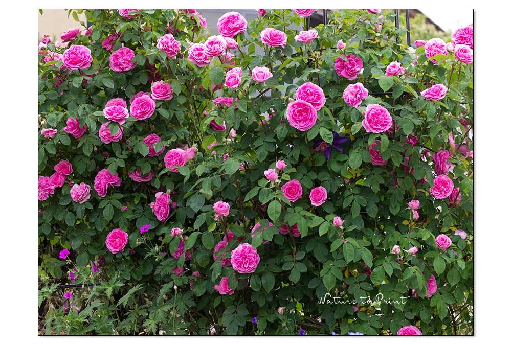 Rosen düngen, schützen & putzen. So bleiben Rosen gesund.