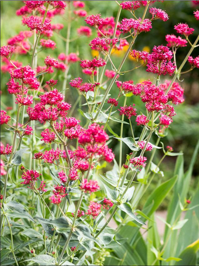 Blumenbild Rote Spornblume, Centranthus ruber, am Eingang zum Garten von Nature to Print. Die Rote Spornblume ist eine Pflanzenart aus der Gattung der Spornblumen in der Unterfamilie der Baldriangewächse.
