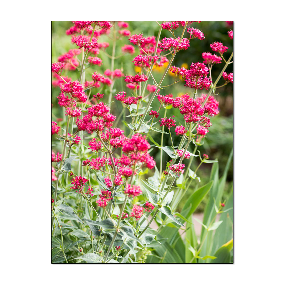 Blumenbild Rote Spornblume, Centranthus ruber, am Eingang zum Garten von Nature to Print. Die Rote Spornblume ist eine Pflanzenart aus der Gattung der Spornblumen in der Unterfamilie der Baldriangewächse.