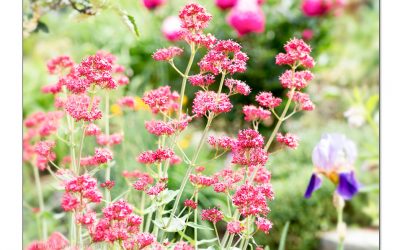 Spornblume, Zukunftsstaude, die nur von Luft und Liebe lebt.