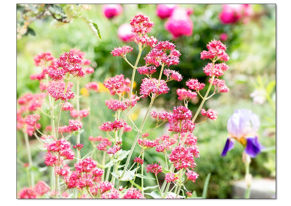 Rote Spornblume, Centranthus ruber, am Eingang zum Garten von Nature to Print. Die Rote Spornblume ist eine Pflanzenart aus der Gattung der Spornblumen in der Unterfamilie der Baldriangewächse.