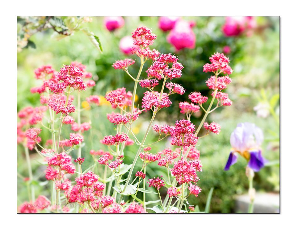 Blumenbild Rote Spornblume, Centranthus ruber, am Eingang zum Garten von Nature to Print. Die Rote Spornblume ist eine Pflanzenart aus der Gattung der Spornblumen in der Unterfamilie der Baldriangewächse.