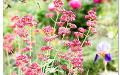 Spornblume, Zukunftsstaude, die nur von Luft und Liebe lebt.