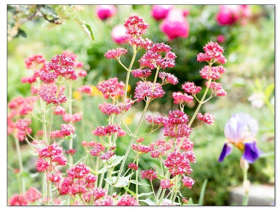 Blumenbild Rote Spornblume, Centranthus ruber, am Eingang zum Garten von Nature to Print. Die Rote Spornblume ist eine Pflanzenart aus der Gattung der Spornblumen in der Unterfamilie der Baldriangewächse. Blumenbild Rote Spornblume, Centranthus ruber, am Eingang zum Garten von Nature to Print. Die Rote Spornblume ist eine Pflanzenart aus der Gattung der Spornblumen in der Unterfamilie der Baldriangewächse.