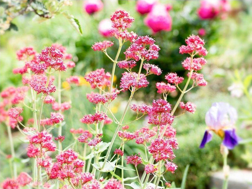 Rote Spornblume, Centranthus ruber, am Eingang zum Garten von Nature to Print. Die Rote Spornblume ist eine Pflanzenart aus der Gattung der Spornblumen in der Unterfamilie der Baldriangewächse.