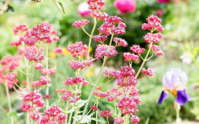 Spornblume, Zukunftsstaude, die nur von Luft und Liebe lebt.