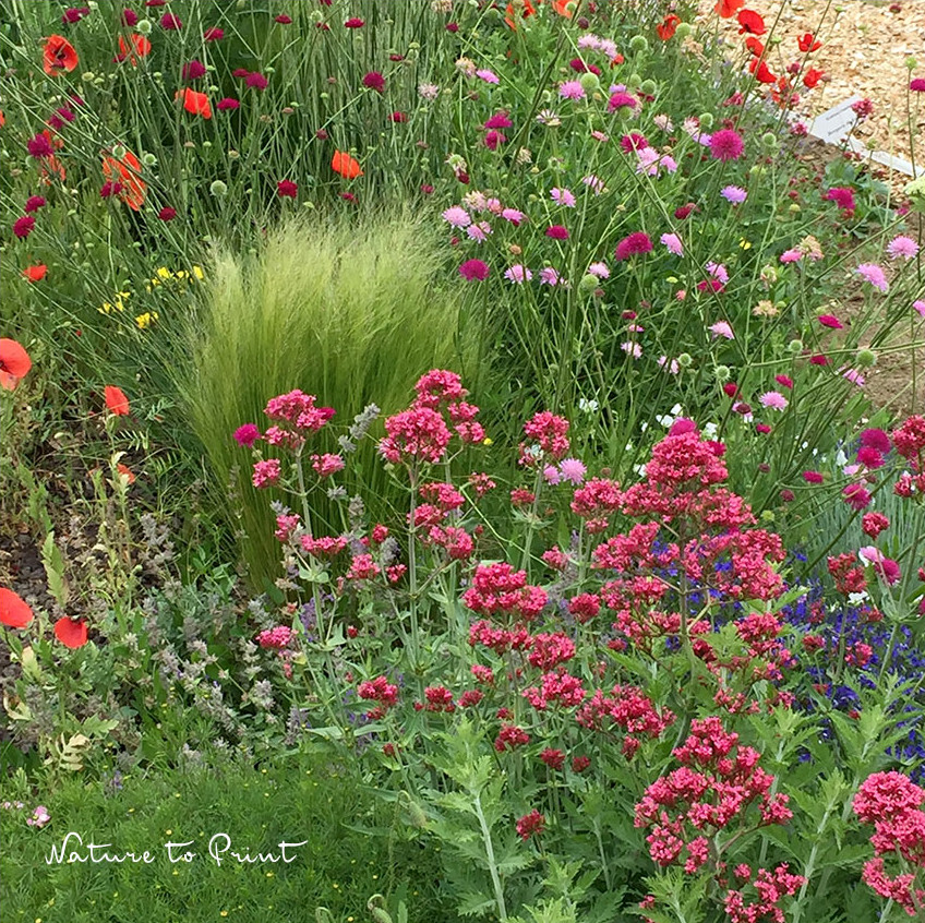 Spornblumen im bunten Blühstreifen einer regionalen Gärtnerei