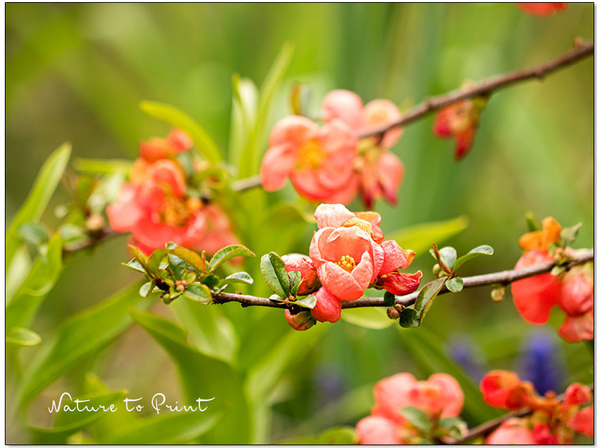 Augen auf beim Pflanzenkauf | Japanische Zierquitte hält, was die Baumschule zuvor versprochen hat. Augen auf beim Pflanzenkauf | Japanische Zierquitte hält, was die Baumschule zuvor versprochen hat.