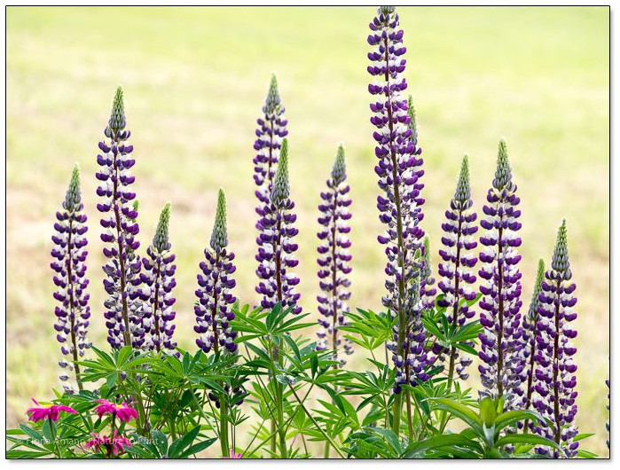 Nichts geschönt, sondern natürlich violett-weiße Lupinen im Garten von Nature to Print