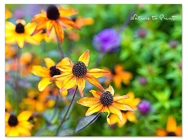 Oktober-Sonnenhut Rudbeckia Trioloba Desert Glow Rudbeckia Trioloba Desert Glow | Blumenbild von Nature to Print