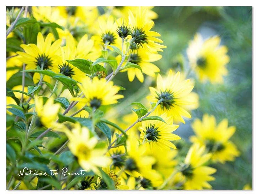 Stauden-Sonnenblume Helianthus Lemon Queen trotzt dem Herbstwind Stauden-Sonnenblume Helianthus Lemon Queen wiegt sich im Wind