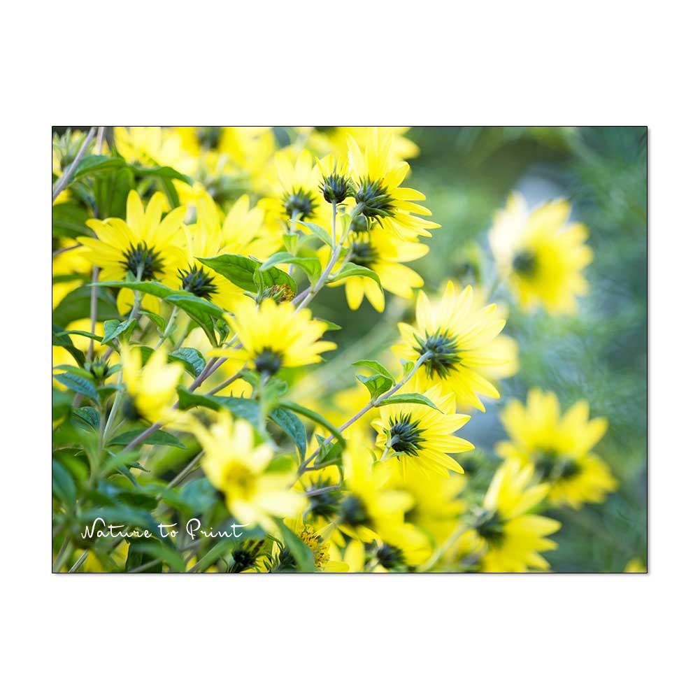 Stauden-Sonnenblume Helianthus Lemon Queen wiegt sich im Wind