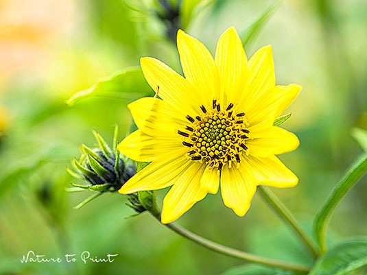 Stauden-Sonnenblume Lemon Queen | Blumenbild von Nature to Print